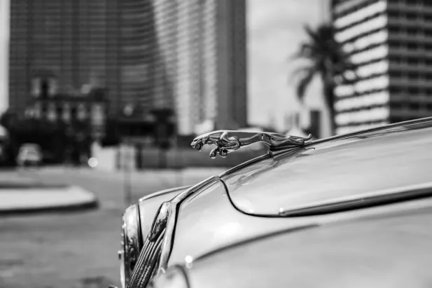 Casino Loyal Bet Aip Android/iOS